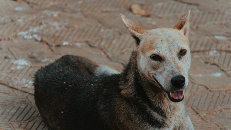 Street dog in Southern Thailand supported by sterilization donations