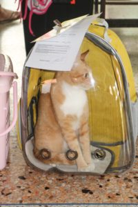 Cat in transport