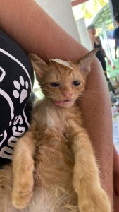 Cat recovering after sterilization surgery during spay and neuter campaign in Koh Phangan Thailand