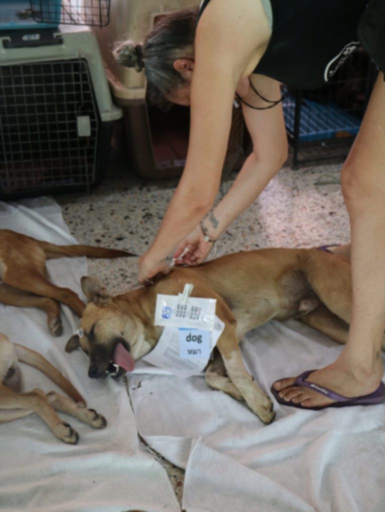 Dog recovering after spay and neuter surgery in Koh Phangan