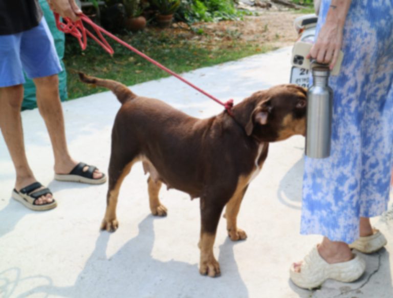 Brown dog arriving for Spay and Neuter service