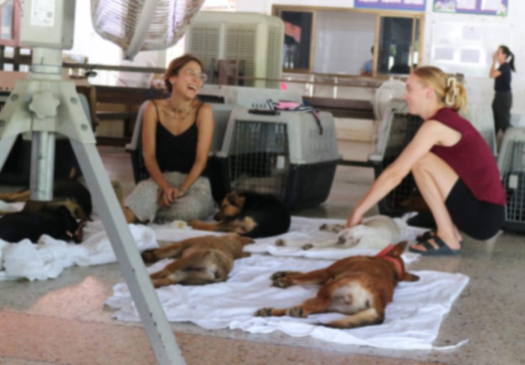Dogs resting after spay and neuter surgery at animal welfare clinic in Thailand