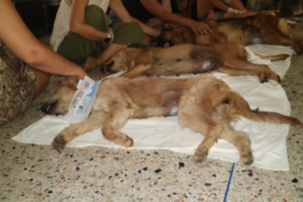 A dog recovering after being sterilized