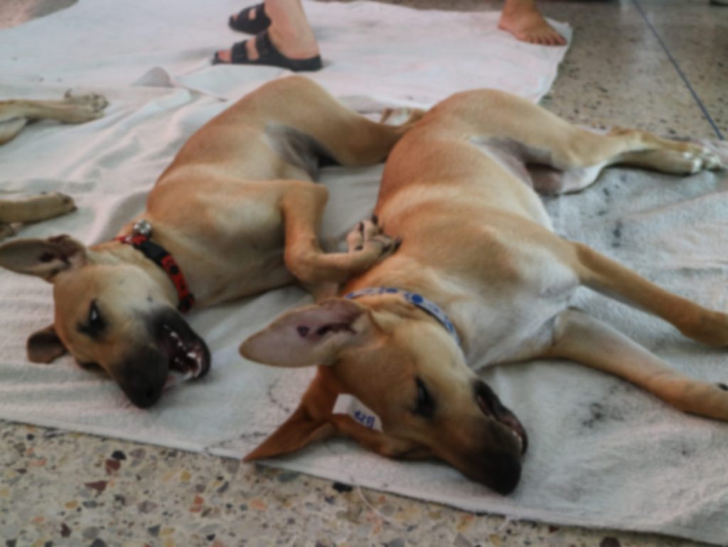 2 dogs recovering after spay and neuter