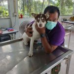 Tiger, veterinary technician at Rob’s Dogs supporting spay and neuter programs in Thailand