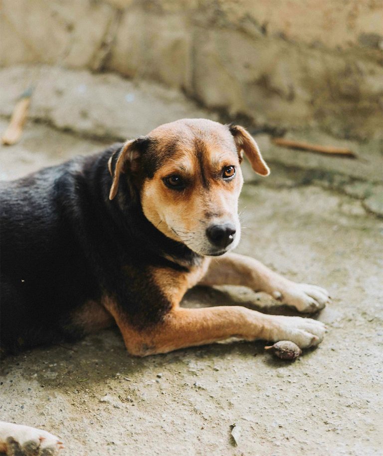 Street dog in Thailand resting on the ground, highlighting the need for spay and neuter programs