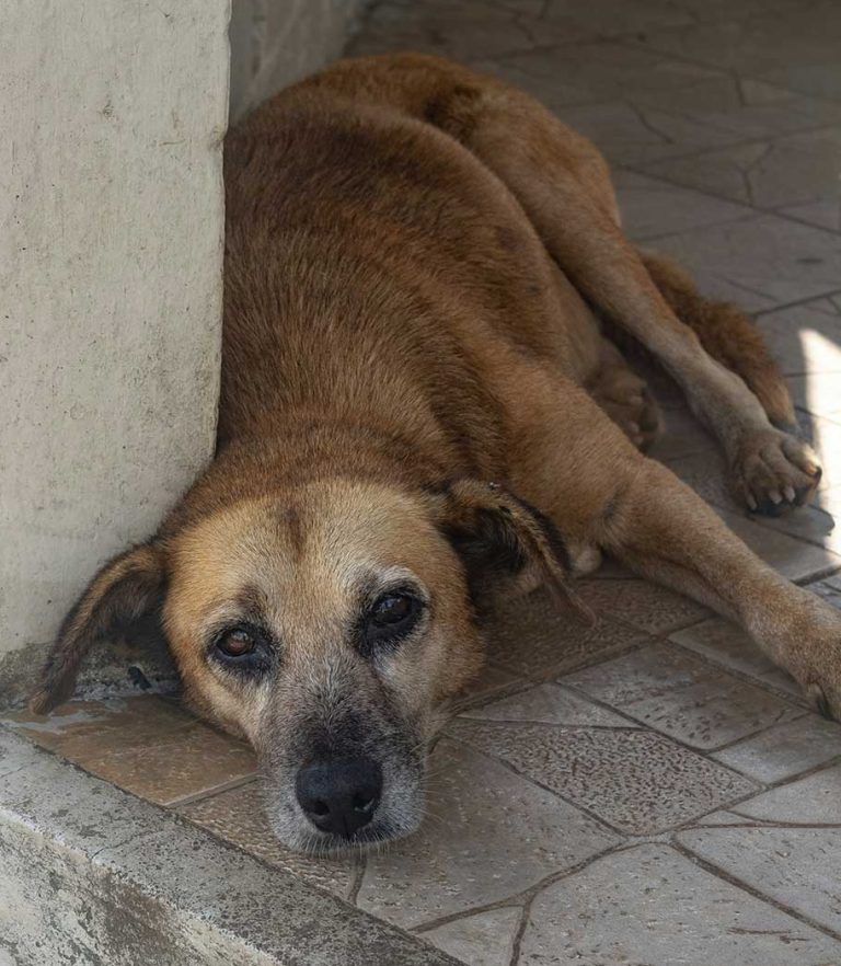 Street dog resting outside on Koh Samui showing the need for spay and neuter support