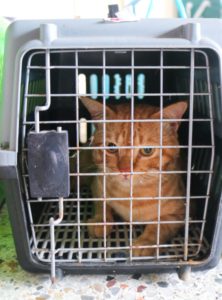 Rescued cat waiting in cage before treatment at spay and neuter clinic