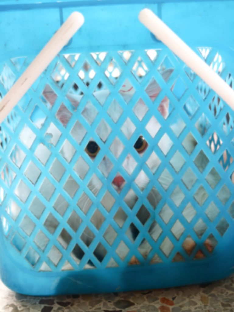 Rescue cat inside crate during sterilization campaign in Thailand
