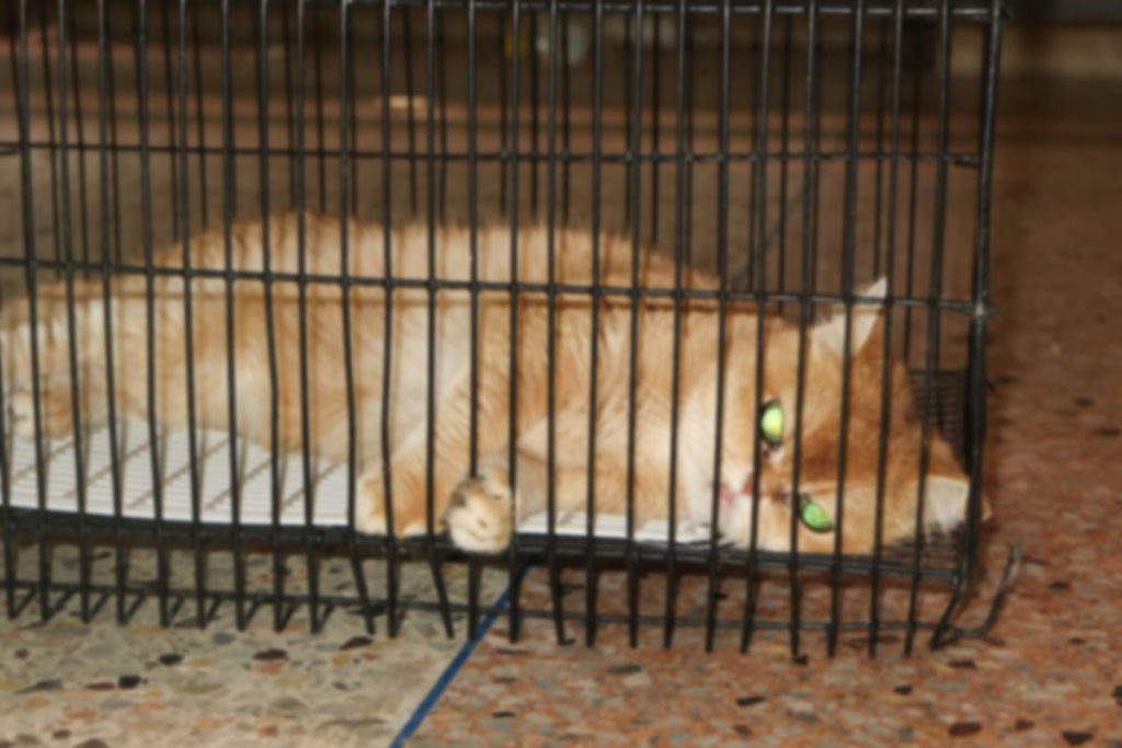 Cat in a cage recovering from spay or neuter