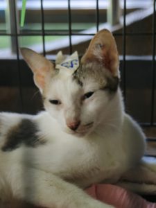 Spay and Neuter Cat – Koh Phangan