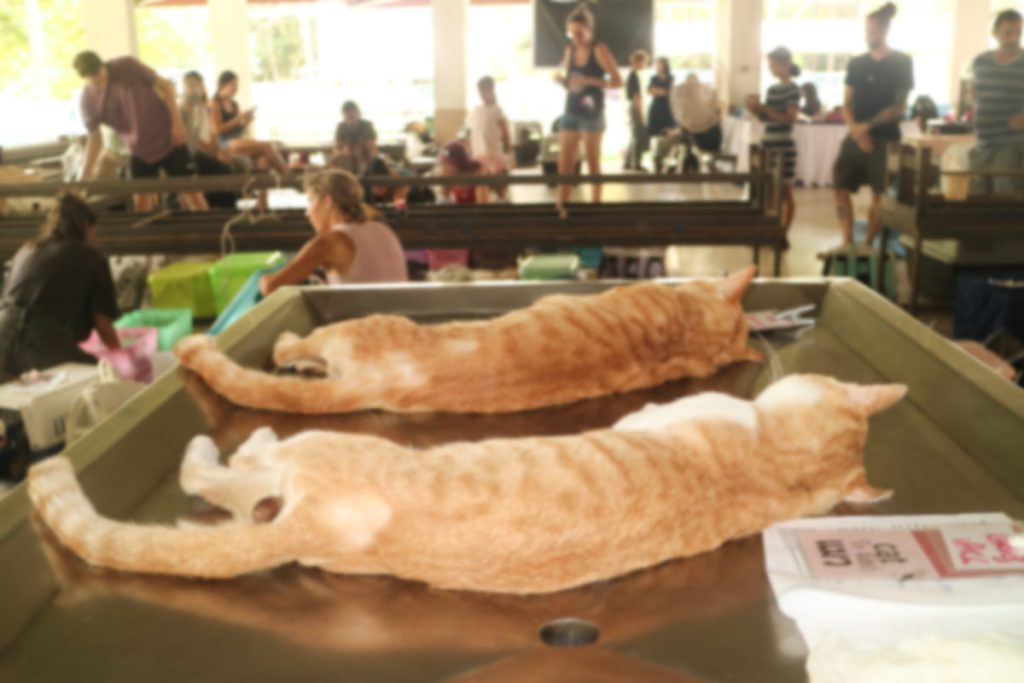 Cats undergoing spay and neuter surgery at Koh Phangan animal welfare clinic