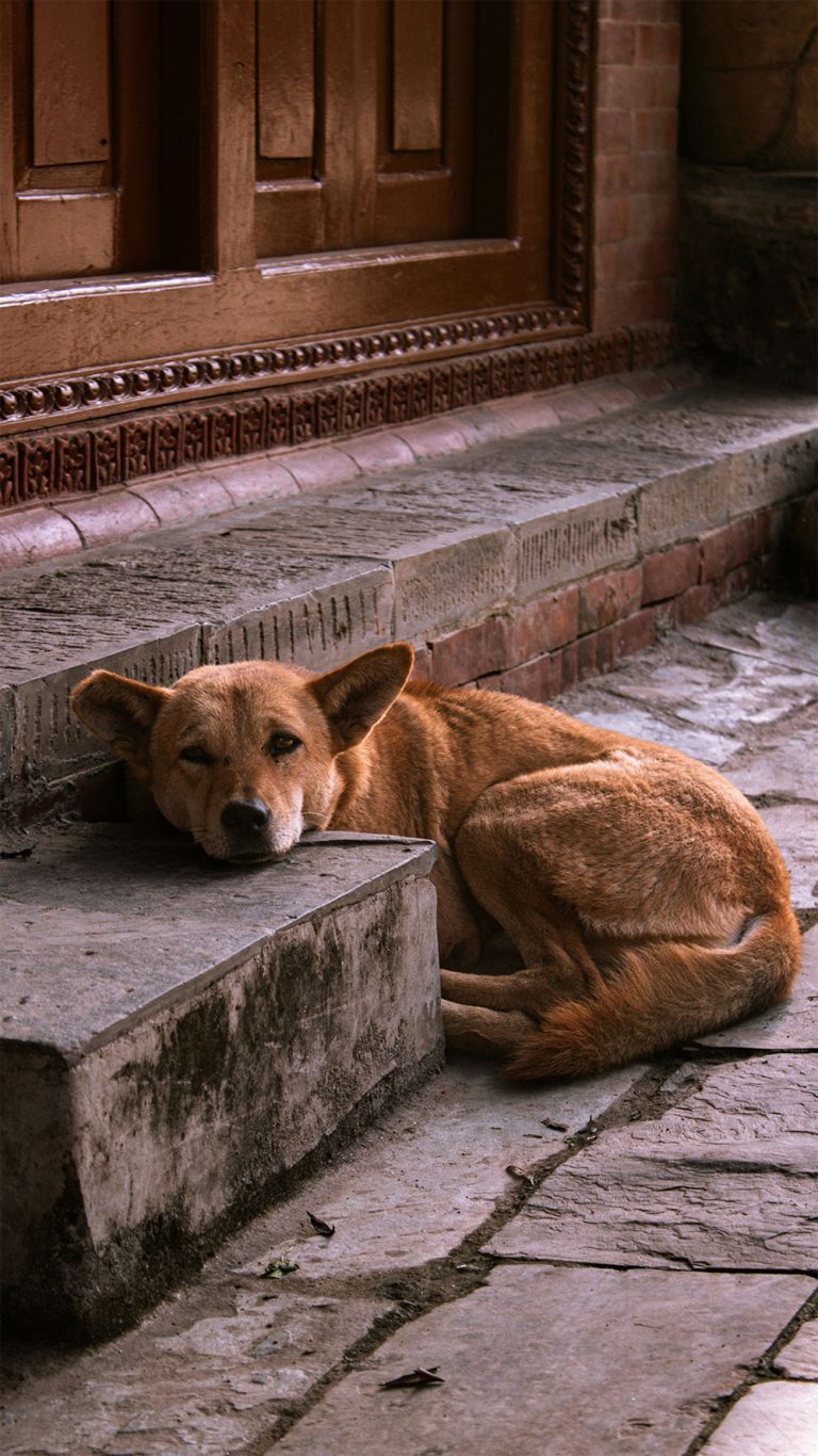 Stray dog in Thailand lying on a sidewalk, representing overpopulation and the need for sterilization