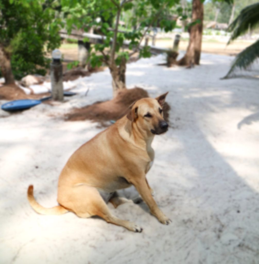 Free roaming dog in Koh Phangan needing sterilization and vaccination
