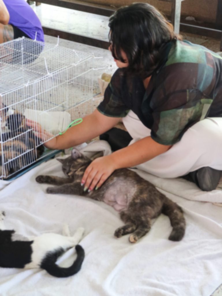 Volunteer tending to a post surgery feline