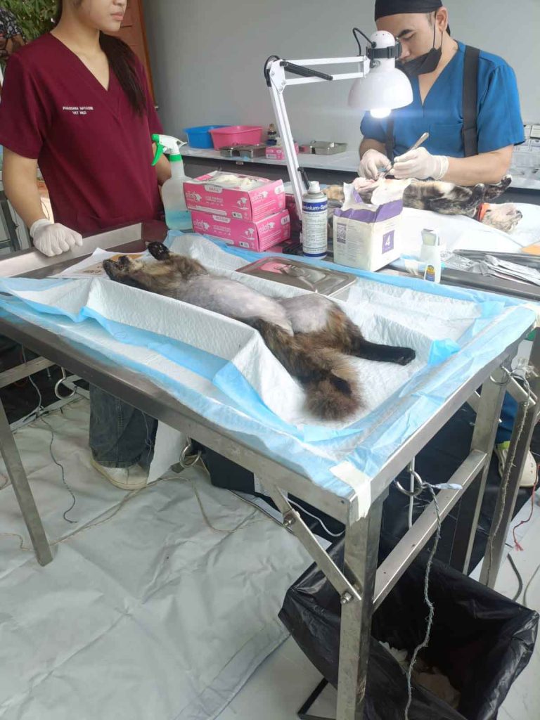 Cat getting Sterilized