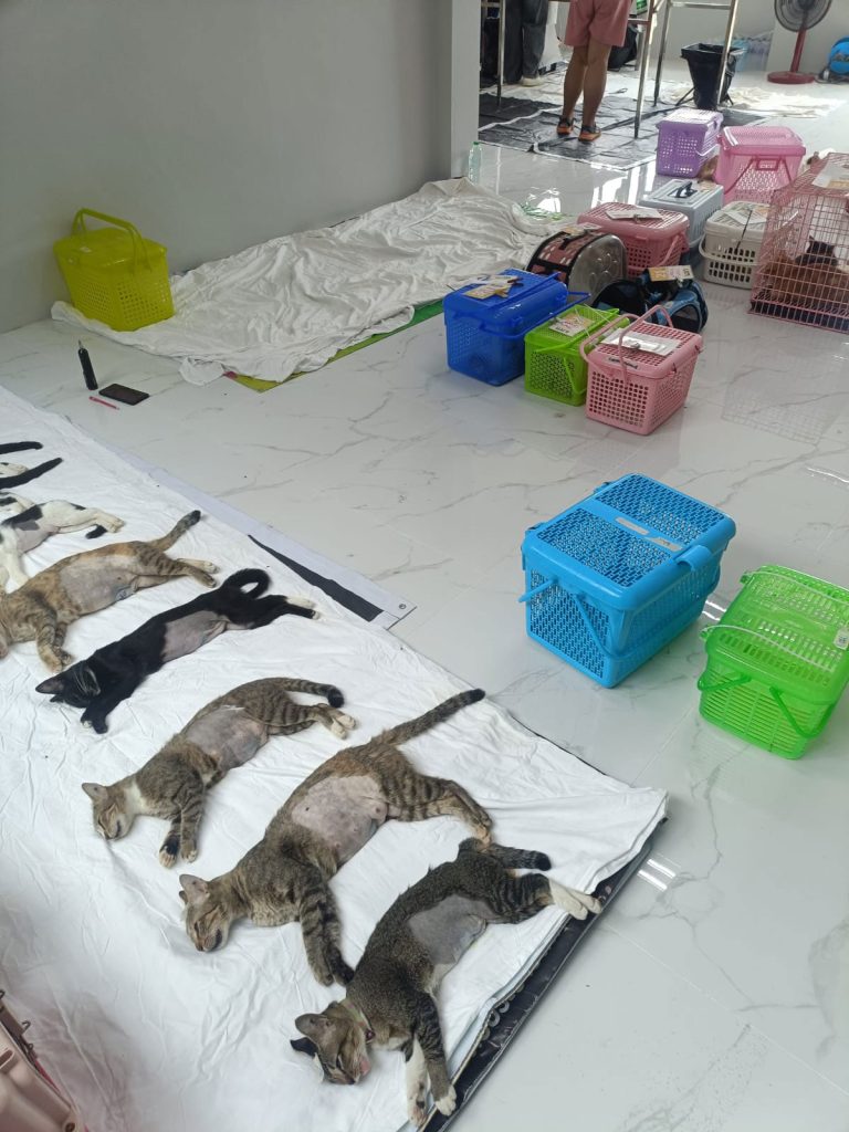 Cats recovering from sterilization
