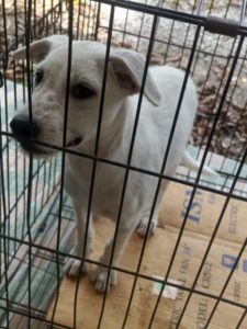Small rescued white dog in a transport cage before spay and neuter treatment by Rob’s Dogs Foundation in Thailand.
