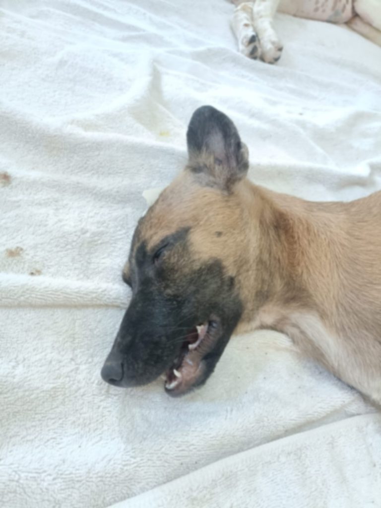 dog recovering after spay and neuter