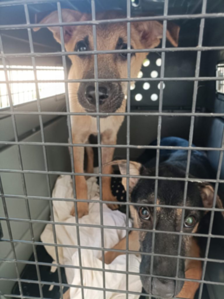 Brown dog in a transport cage before spay and neuter treatment by Rob’s Dogs Foundation in Thailand.