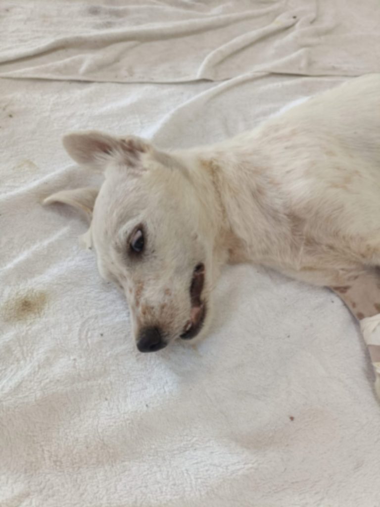 dog2 recovering after spay and neuter
