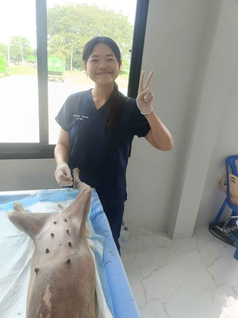 Vet in Trang sterilizing a dog