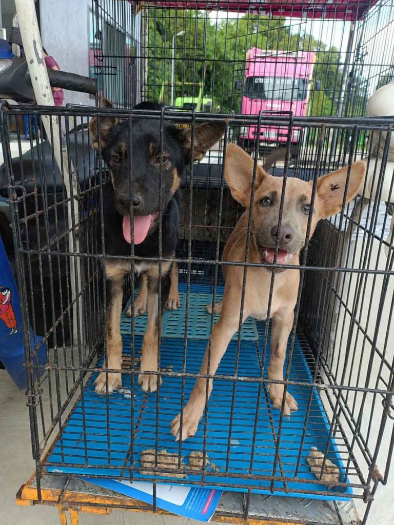 Two dogs waiting for sterilization