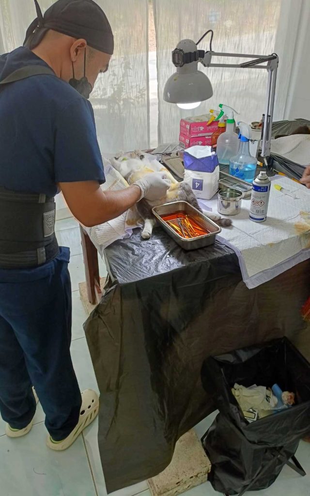 koh-phangan-mobile-spay-neuter-clinic